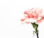 Single pink carnation flower isolated on a bright white background with soft petals.